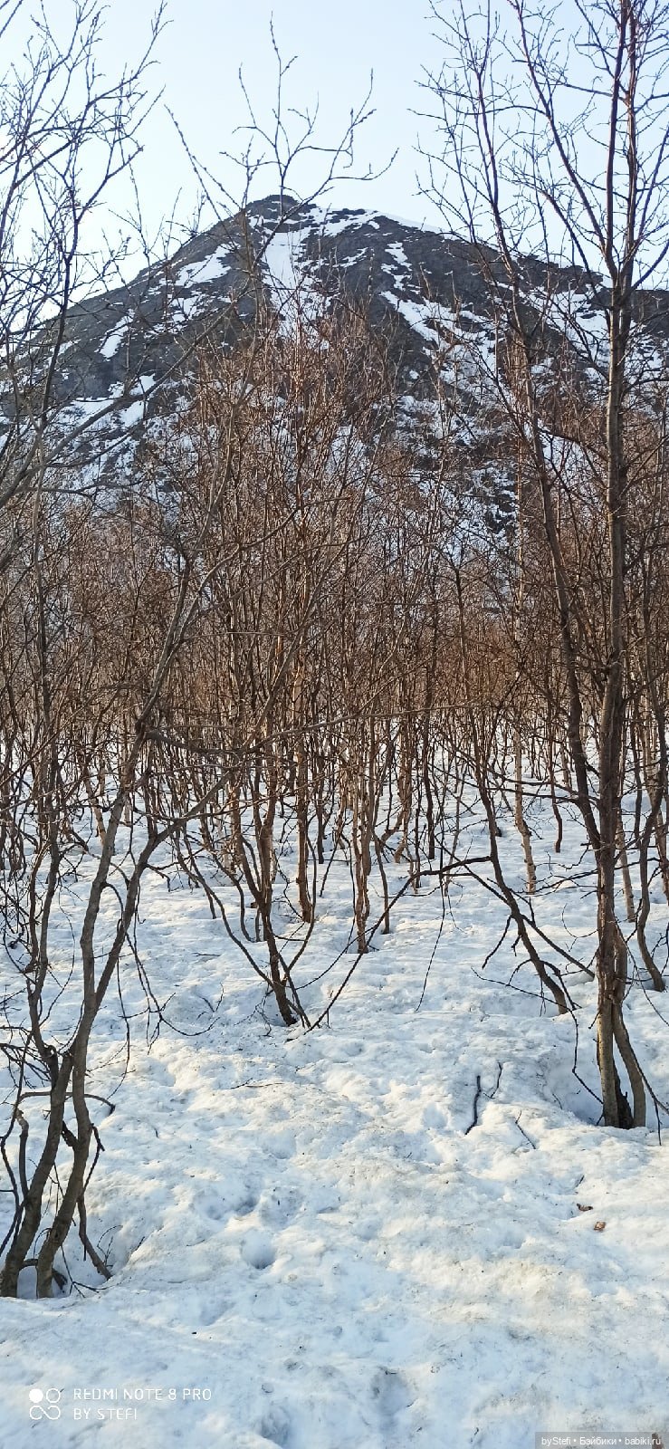 Немножко природы покажу. 19 мая. Заполярье (фото 5)