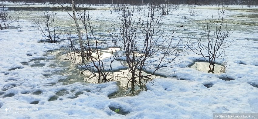 Немножко природы покажу. 19 мая. Заполярье (фото 3)