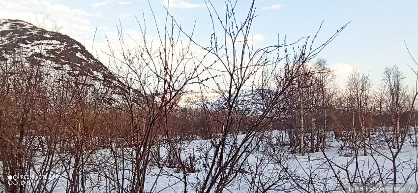 Немножко природы покажу. 19 мая. Заполярье