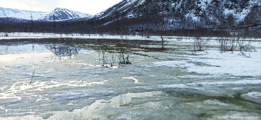 Немножко природы покажу. 19 мая. Заполярье (фото 8)