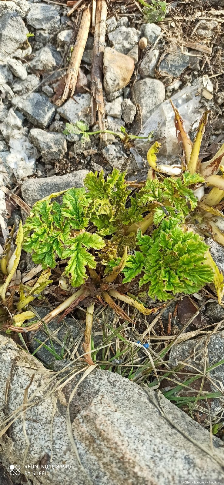 Немножко природы покажу. 19 мая. Заполярье