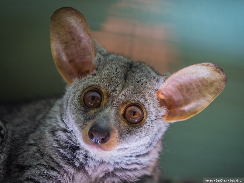 Поздравляю всех поклонников Чебурашки