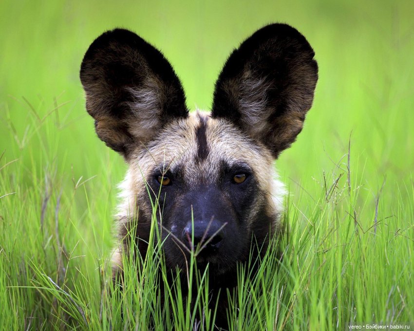 Поздравляю всех поклонников Чебурашки