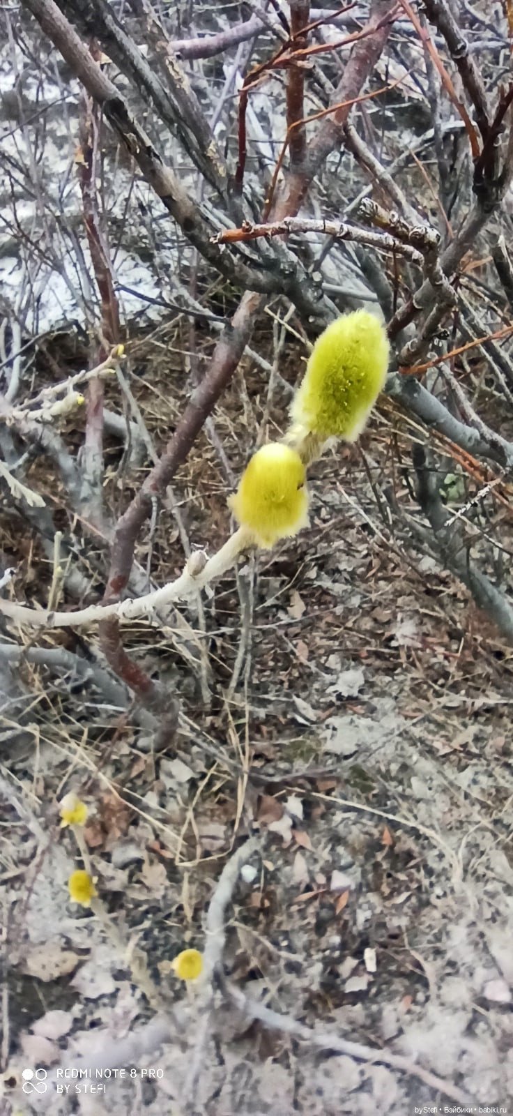20 мая. Заполярье. Кольский полуостров. Тучки сегодня