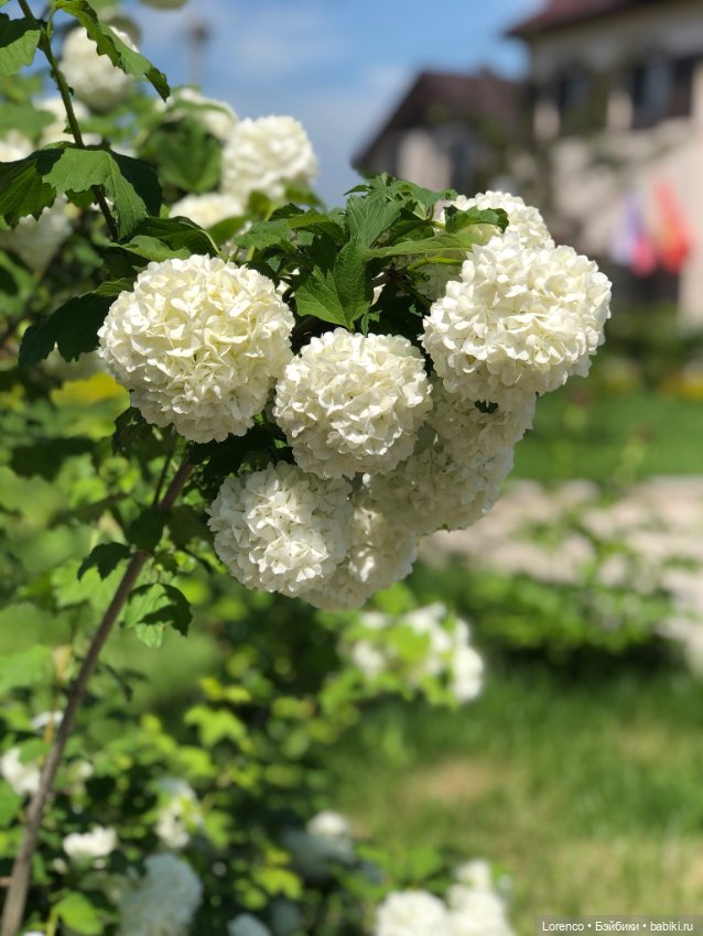 Бэппо — Авторские мишки Тедди и друзья: фото