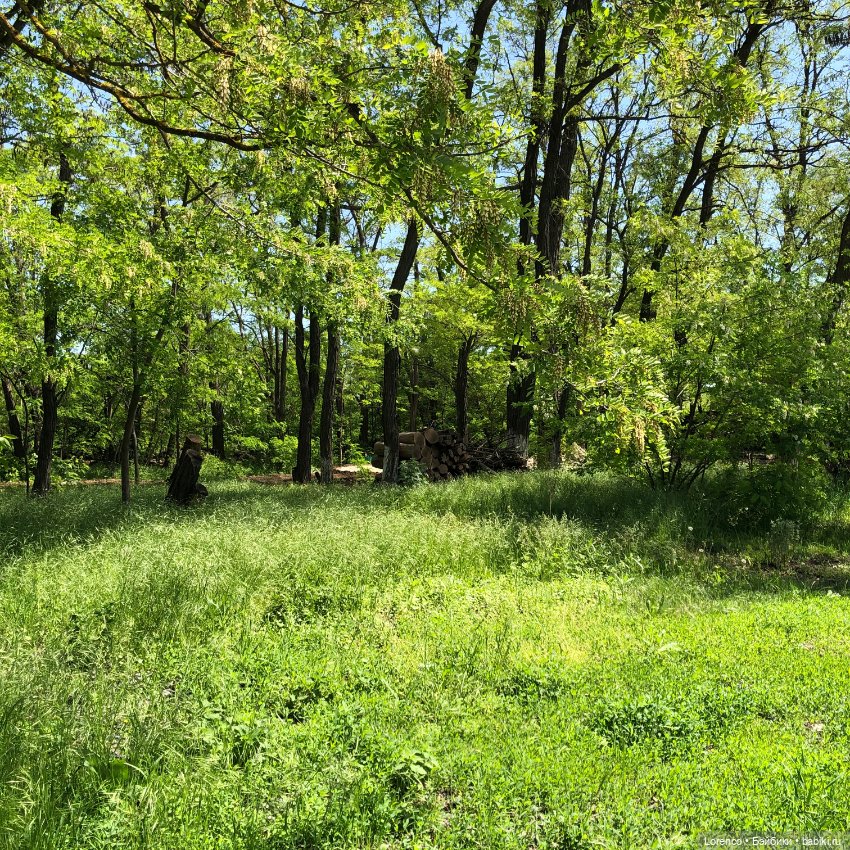 Бэппо — Авторские мишки Тедди и друзья: фото