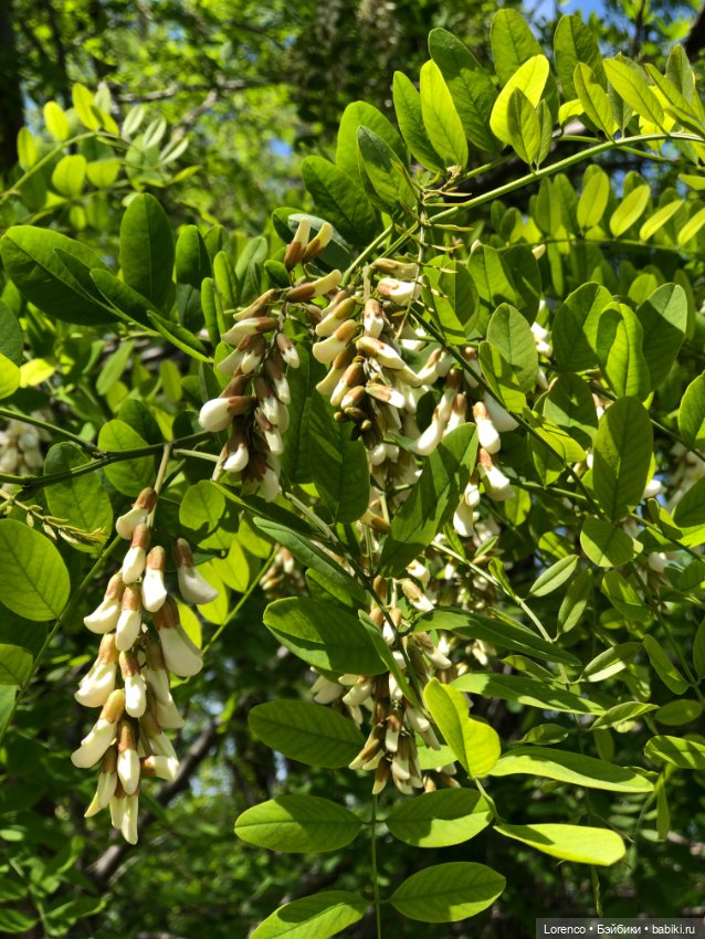 Бэппо — Авторские мишки Тедди и друзья: фото