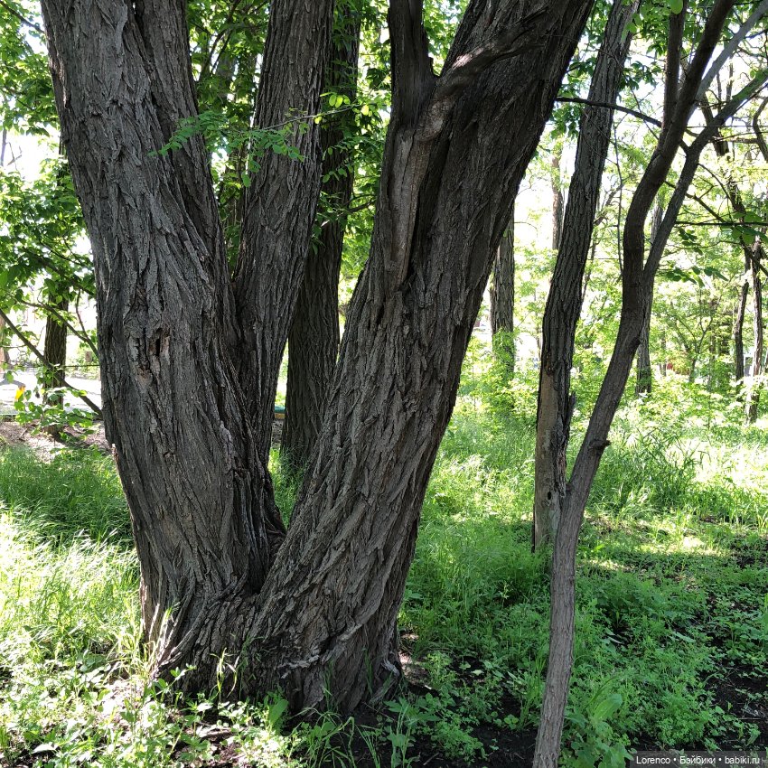 Бэппо — Авторские мишки Тедди и друзья: фото