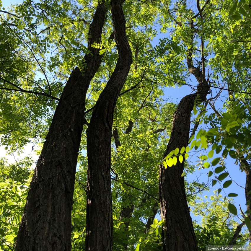 Бэппо — Авторские мишки Тедди и друзья: фото