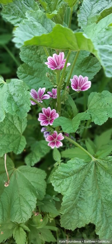 Немного некукольных фото — Болталка и разговоры обо всем: жизнь (фото 5)