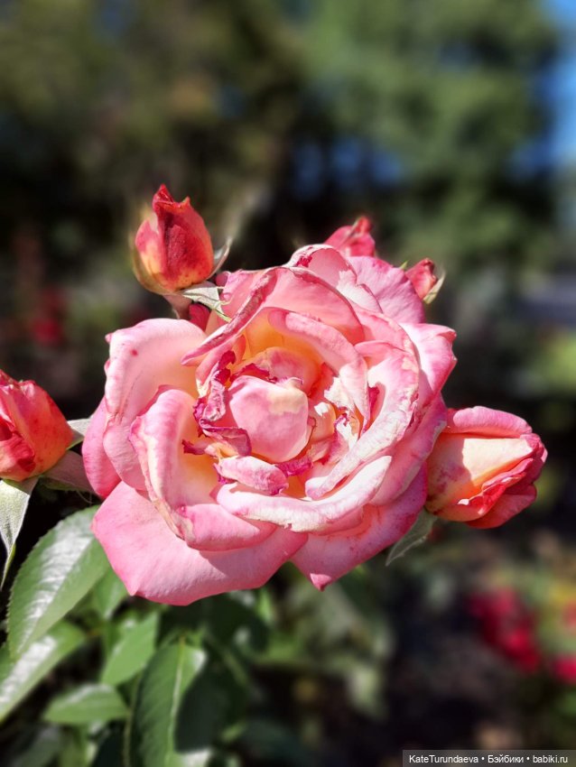 Немного некукольных фото — Болталка и разговоры обо всем: жизнь