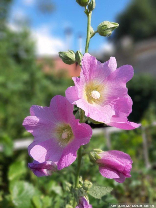 Немного некукольных фото — Болталка и разговоры обо всем: жизнь (фото 9)