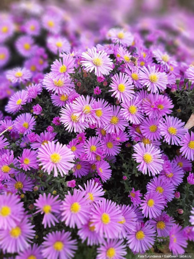 Немного некукольных фото — Болталка и разговоры обо всем: жизнь