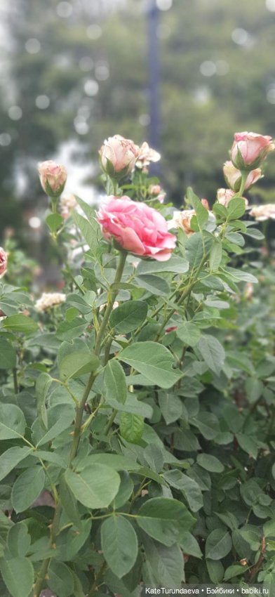 Немного некукольных фото — Болталка и разговоры обо всем: жизнь (фото 8)