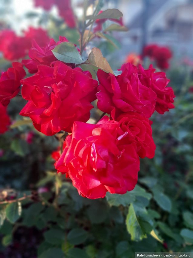 Немного некукольных фото — Болталка и разговоры обо всем: жизнь (фото 3)