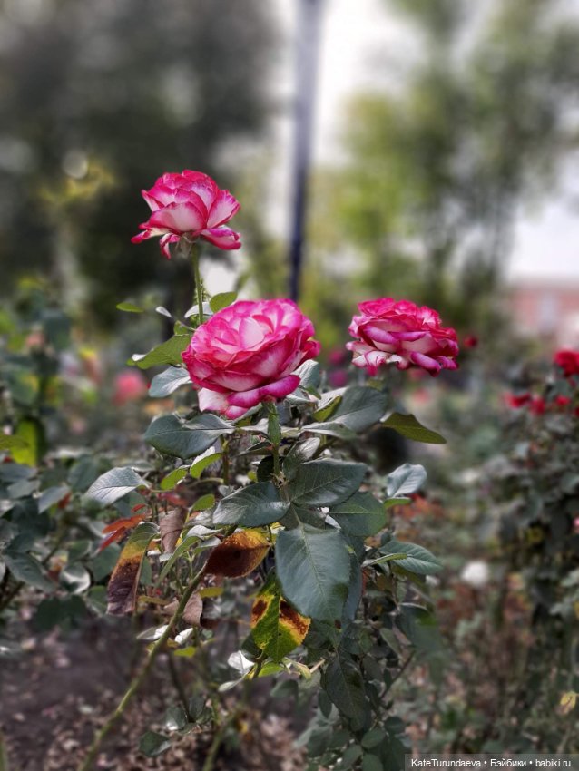 Немного некукольных фото — Болталка и разговоры обо всем: жизнь