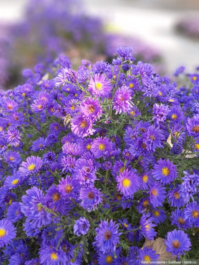 Немного некукольных фото — Болталка и разговоры обо всем: жизнь