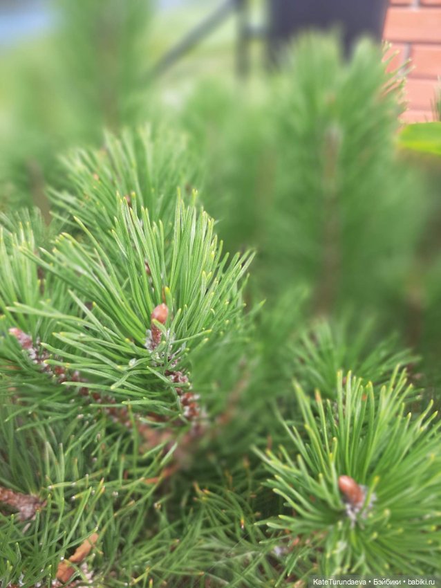 Немного некукольных фото — Болталка и разговоры обо всем: жизнь