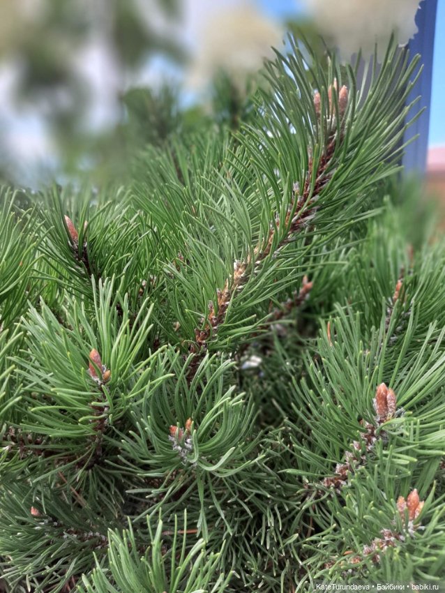 Немного некукольных фото — Болталка и разговоры обо всем: жизнь