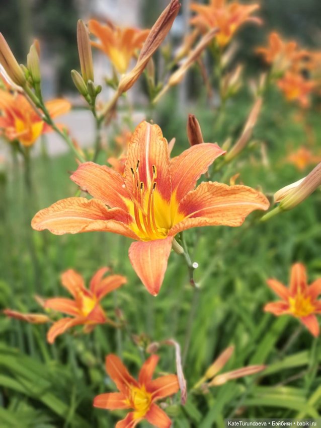 Немного некукольных фото — Болталка и разговоры обо всем: жизнь (фото 4)