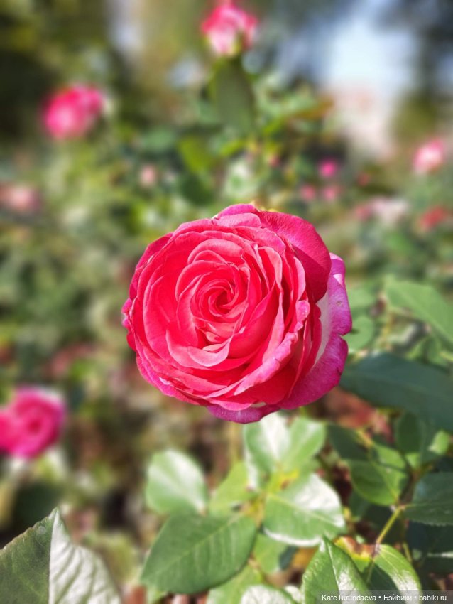 Немного некукольных фото — Болталка и разговоры обо всем: жизнь