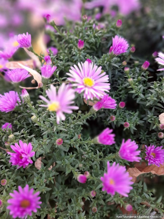 Немного некукольных фото — Болталка и разговоры обо всем: жизнь