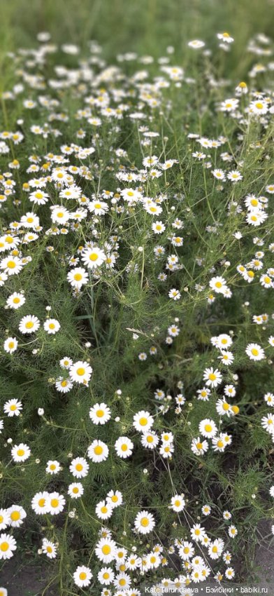 Немного некукольных фото — Болталка и разговоры обо всем: жизнь (фото 7)