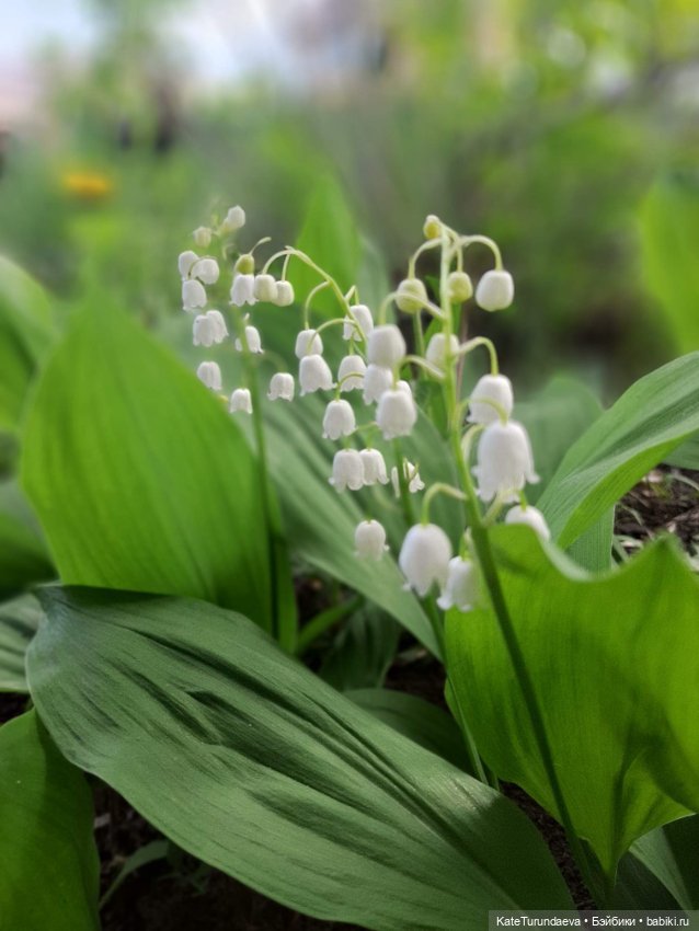 Немного некукольных фото — Болталка и разговоры обо всем: жизнь