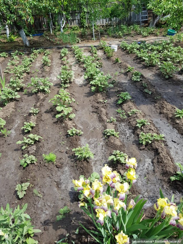 Как хорошо на даче — Винтажные куклы ГДР (Немки): Бигги (фото 4)