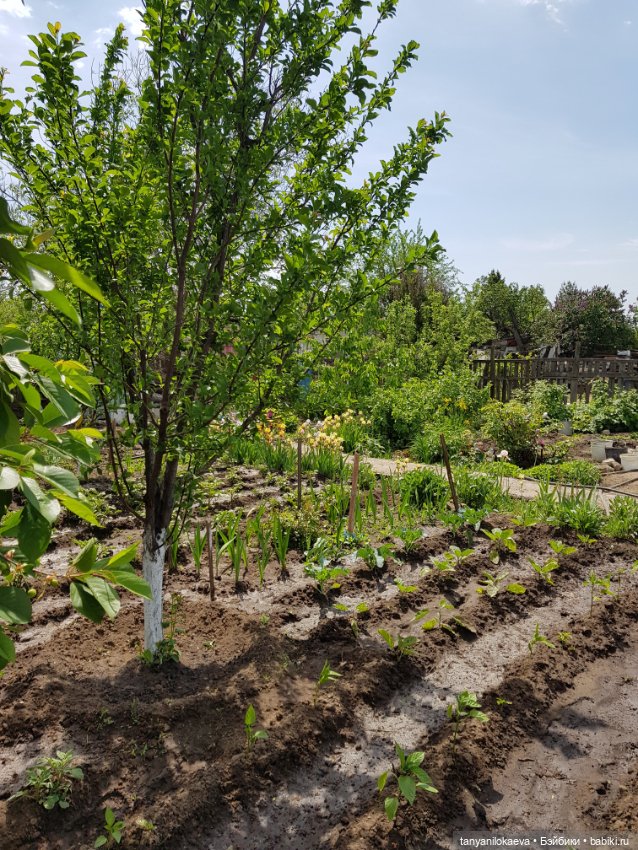 Как хорошо на даче — Винтажные куклы ГДР (Немки): Бигги