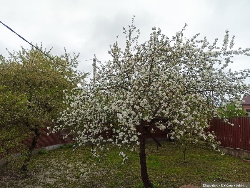 Уборка под яблоней. Realpuki. 117 часть