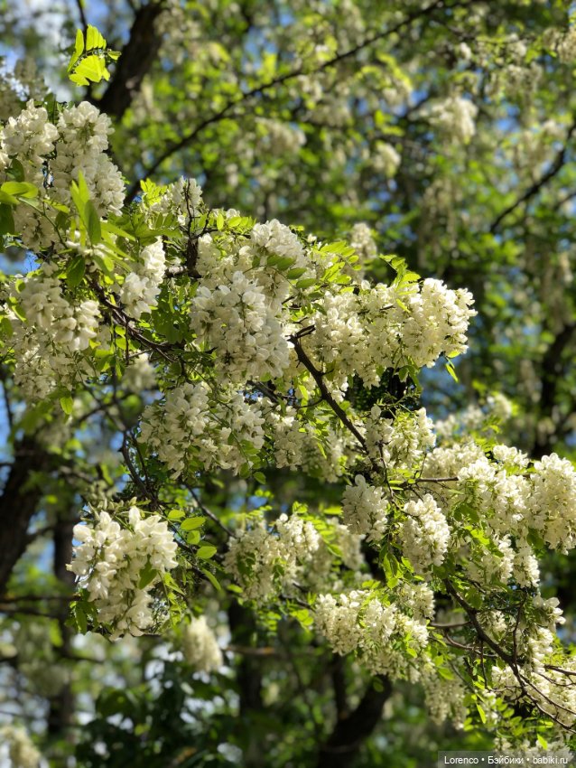 Вдогонку — Винтажные куклы ГДР (Немки): Бигги