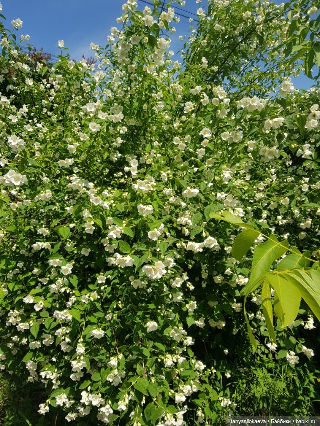 Как хорошо на даче 2 — Куклы Zwergnase (Цвергназе/Цверги): фото