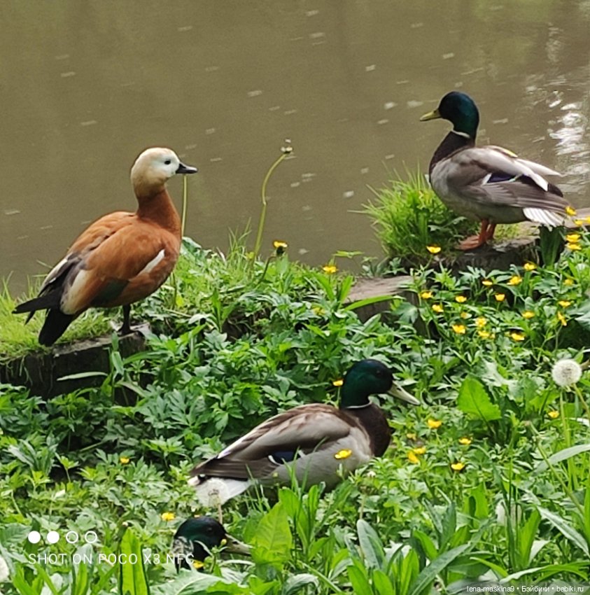 Парк и матрёшки — Игрушки СССР и советского детства: резиновые