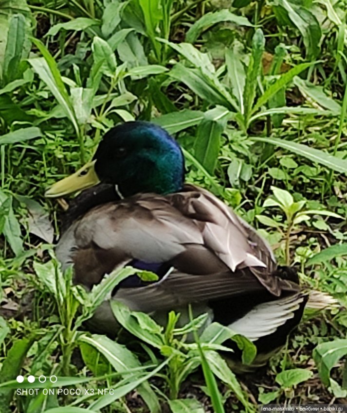 Парк и матрёшки — Игрушки СССР и советского детства: резиновые (фото 10)