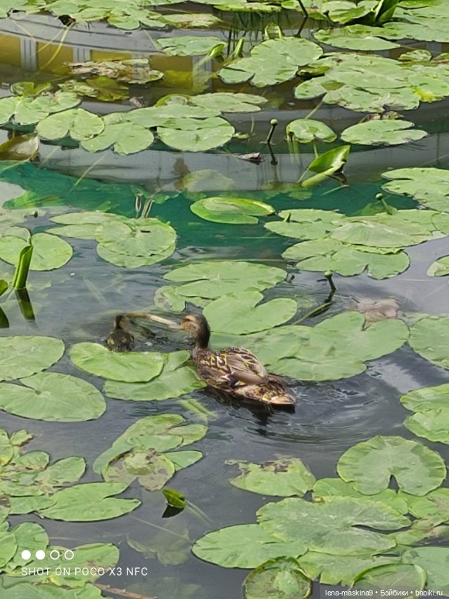 Парк и матрёшки — Игрушки СССР и советского детства: резиновые