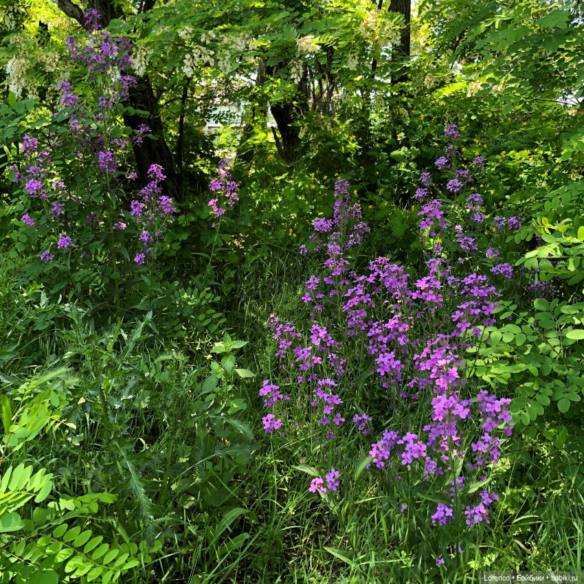 А где же ежик? Не про куклы или топик на злобу дня