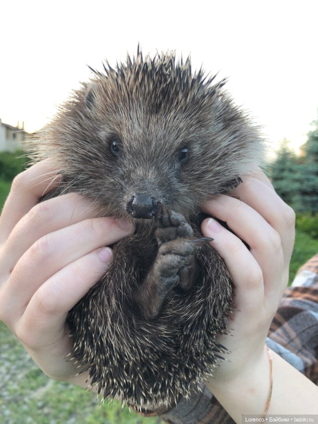 А где же ежик? Не про куклы или топик на злобу дня (фото 4)