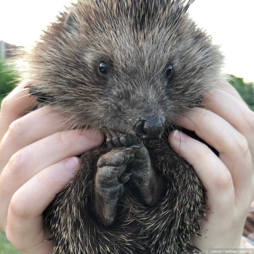 А где же ежик? Не про куклы или топик на злобу дня (фото 2)