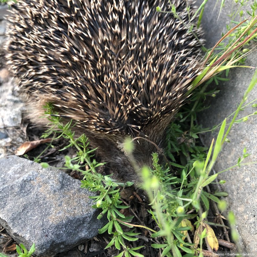 А где же ежик? Не про куклы или топик на злобу дня