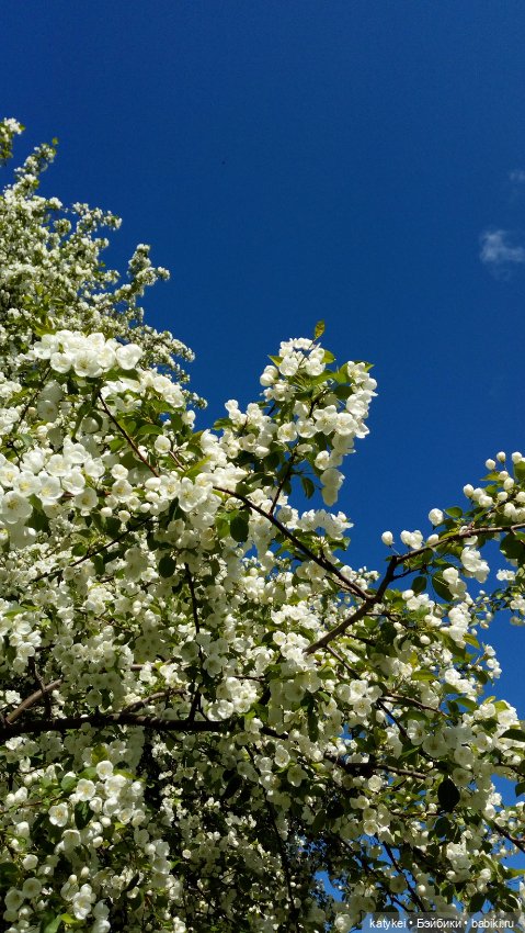 Занимательная ботаника с Кварком