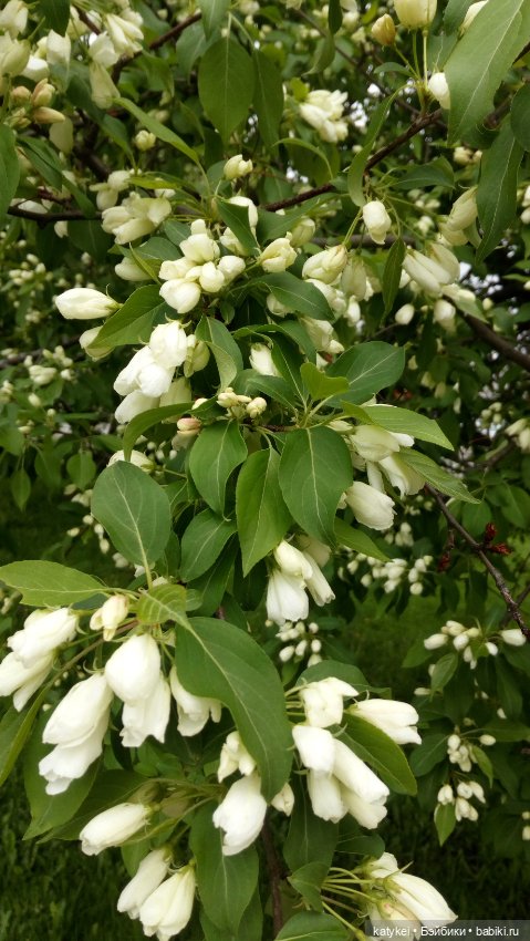 Занимательная ботаника с Кварком (фото 8)