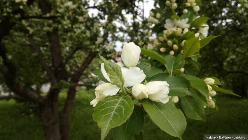 Занимательная ботаника с Кварком (фото 7)