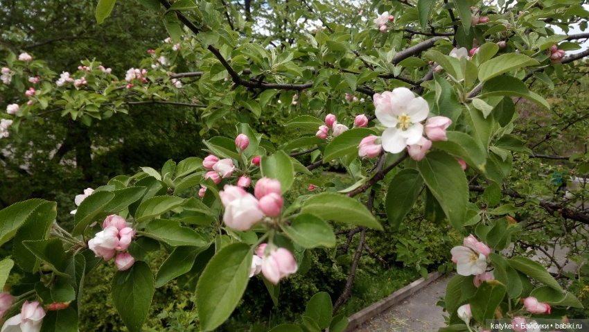 Занимательная ботаника с Кварком (фото 9)