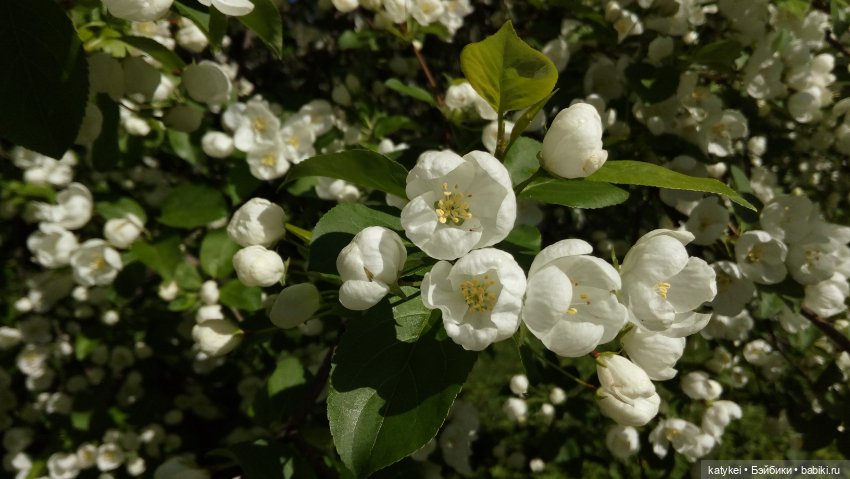 Занимательная ботаника с Кварком