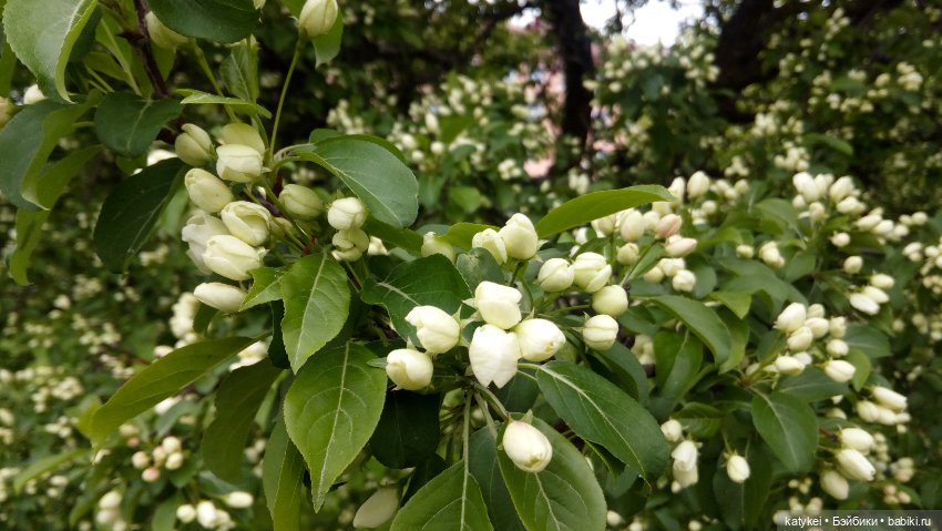 Занимательная ботаника с Кварком (фото 5)