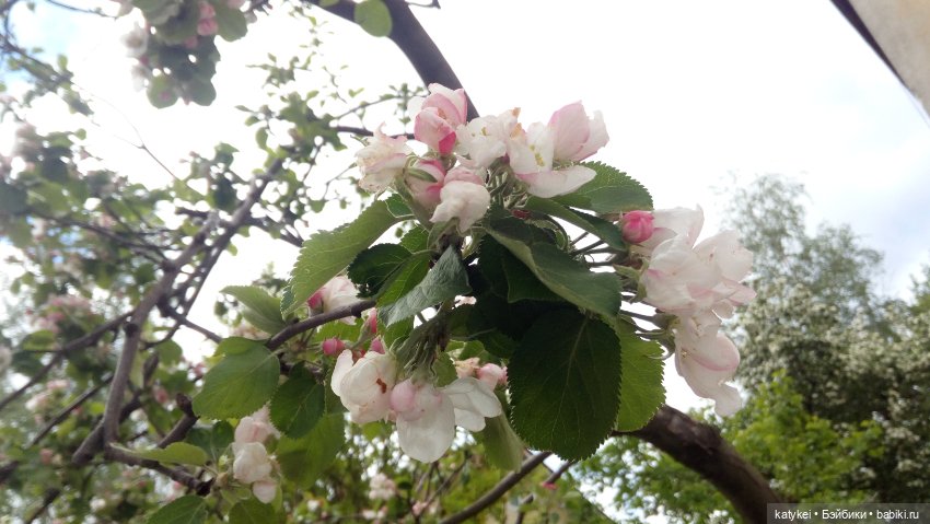 Занимательная ботаника с Кварком (фото 10)