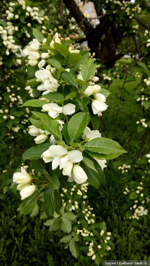 Занимательная ботаника с Кварком (фото 6)