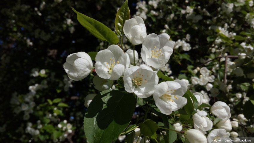 Занимательная ботаника с Кварком