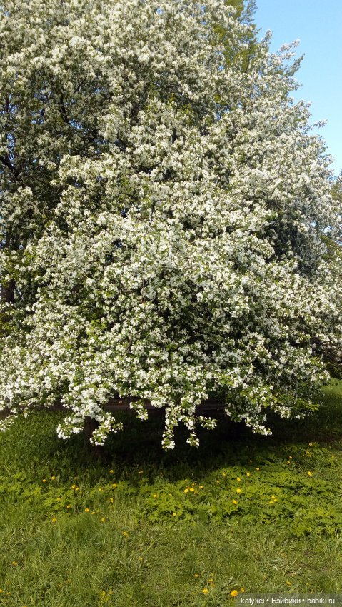 Занимательная ботаника с Кварком (фото 4)